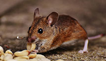 24 Hour & Emergency Exterminators in Grandville, MI